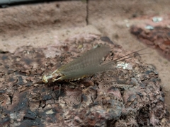 Hexagenia