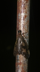 Neochauliodes