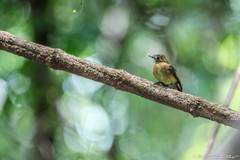 Myiobius sulphureipygius