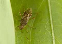 Rhopalus sapporensis
