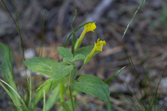 Erythranthe moschata
