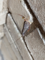 Hexagenia