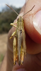 Chorthippus apicalis