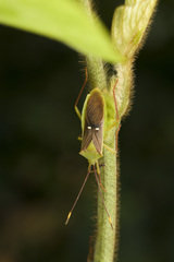 Homoeocerus bipunctatus