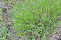 Dichanthelium commonsianum