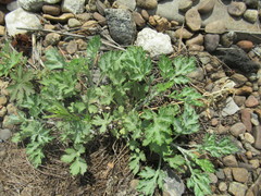 Artemisia mongolica