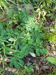 Alstroemeria psittacina