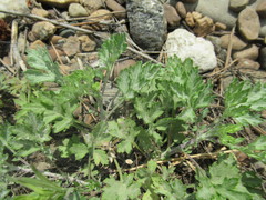Artemisia mongolica