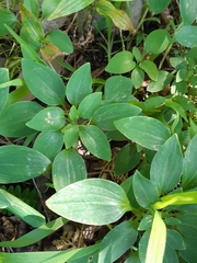 Alstroemeria psittacina