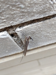 Hexagenia