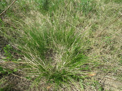 Carex pediformis macroura