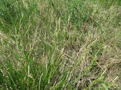 Carex pediformis macroura