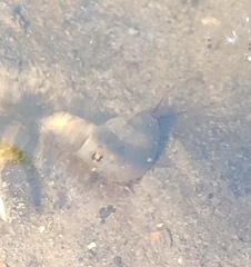 Triops cancriformis