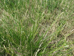 Carex pediformis macroura