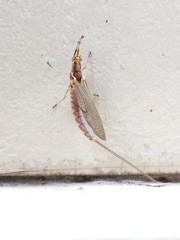 Hexagenia