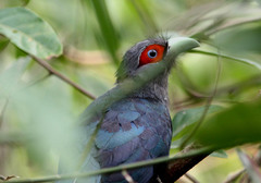 Phaenicophaeus sumatranus