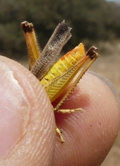 Chorthippus apicalis