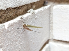 Hexagenia