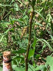 Orthetrum cancellatum