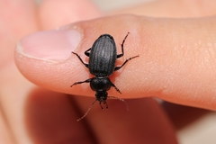 Licinus silphoides
