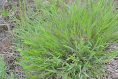 Dichanthelium commonsianum