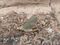 Hexagenia