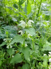 Lamium album