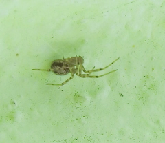 Steatoda castanea