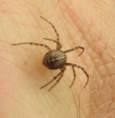 Steatoda castanea