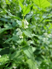 Lamium album