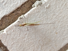 Hexagenia