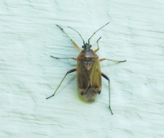 Harpocera