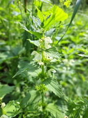 Lamium album