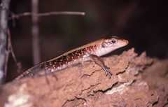 Zonosaurus laticaudatus