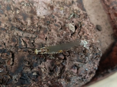 Hexagenia