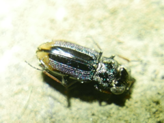 Notiophilus biguttatus