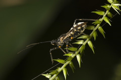 Sphedanolestes impressicollis