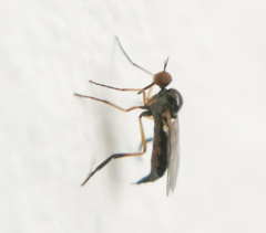 Empis nigritarsis
