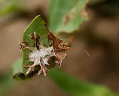 Pephricus paradoxus