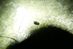 Notiophilus biguttatus