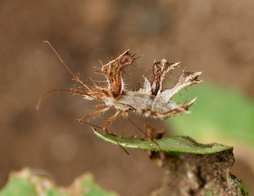 Pephricus paradoxus