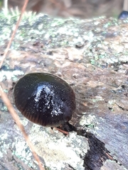 Mycena nargan