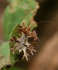 Pephricus paradoxus