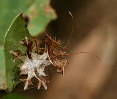Pephricus paradoxus