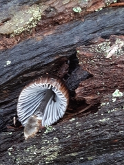 Mycena nargan
