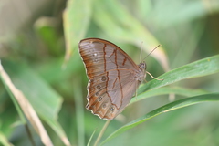 Lethe christophi