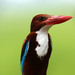 White-throated Kingfisher - Photo (c) Frédéric LEVIEZ, some rights reserved (CC BY-NC), uploaded by Frédéric LEVIEZ