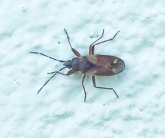 Eremocoris abietis