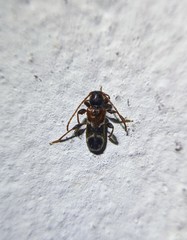 Phymatodes alni