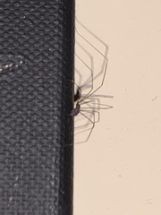 Smeringopus pallidus